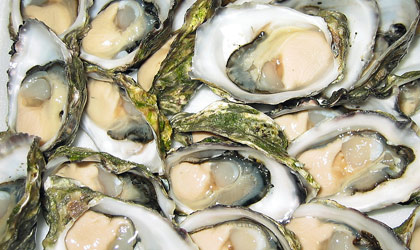 learn how to pair freshly shucked oysters with wine
