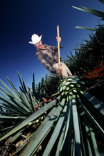 Agave Harvest